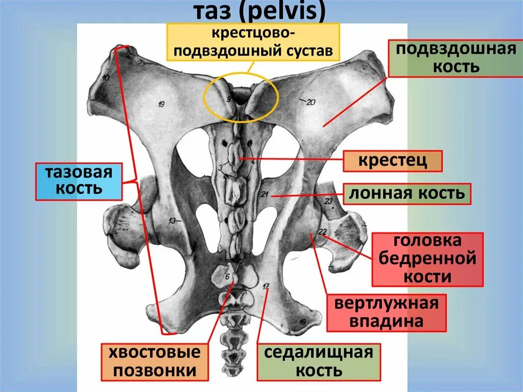 Подвздошная кость фото Правое крыло подвздошной кости: найдено 78 изображений