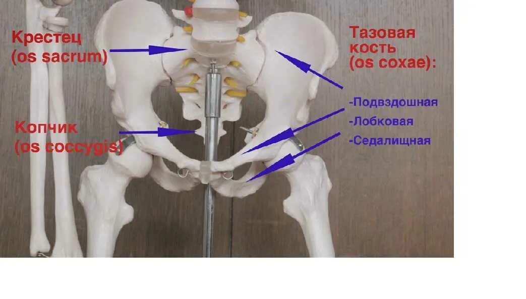 Подвздошная кость фото Картинки ГДЕ НАХОДИТСЯ ПОДВЗДОШНАЯ КОСТЬ У ЧЕЛОВЕКА ФОТО