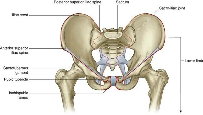 Подвздошная кость фото Lower Limb Clinical Gate