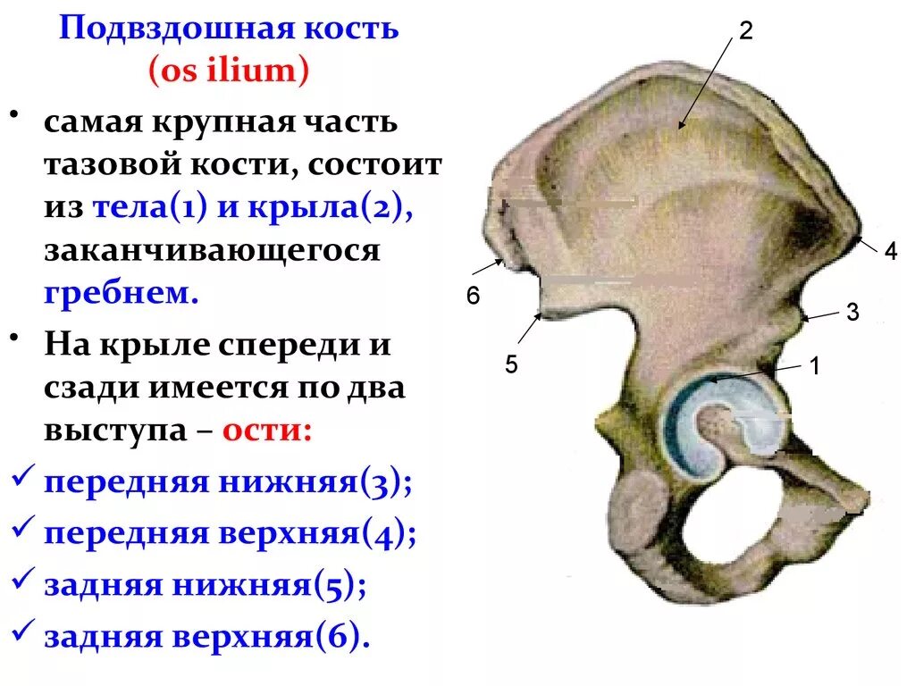 Подвздошная кость фото Картинки НАРУЖНАЯ ГУБА ПОДВЗДОШНОГО ГРЕБНЯ