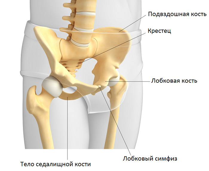 Подвздошная кость фото Anatomy of the pelvic bones