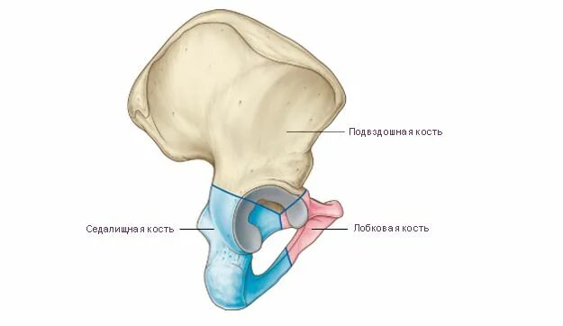 Подвздошная кость фото Подвздошная кость состоит из тела и крыла. Спереди на гребне подвздошной кости и