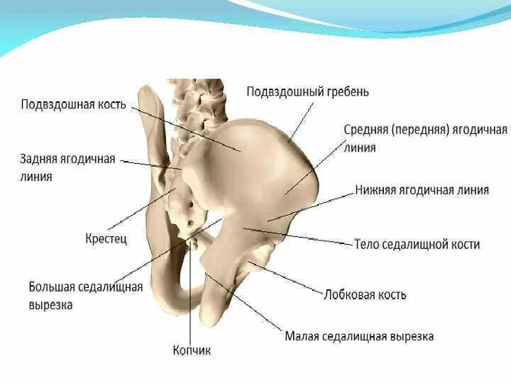 Подвздошная кость фото Левая подвздошная кость где