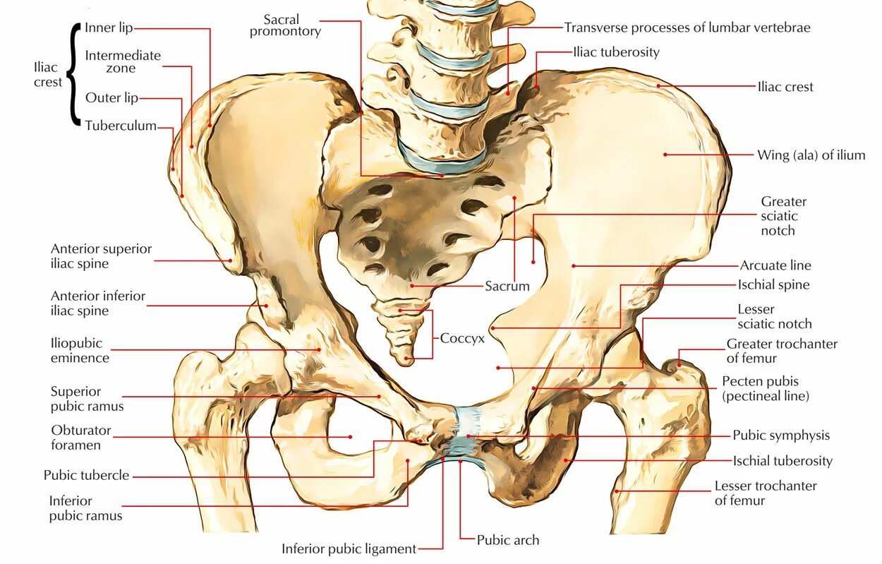 Подвздошная кость фото The Pelvic Girdle and Pelvis - Anatomy & Physiology, the pelvic bone