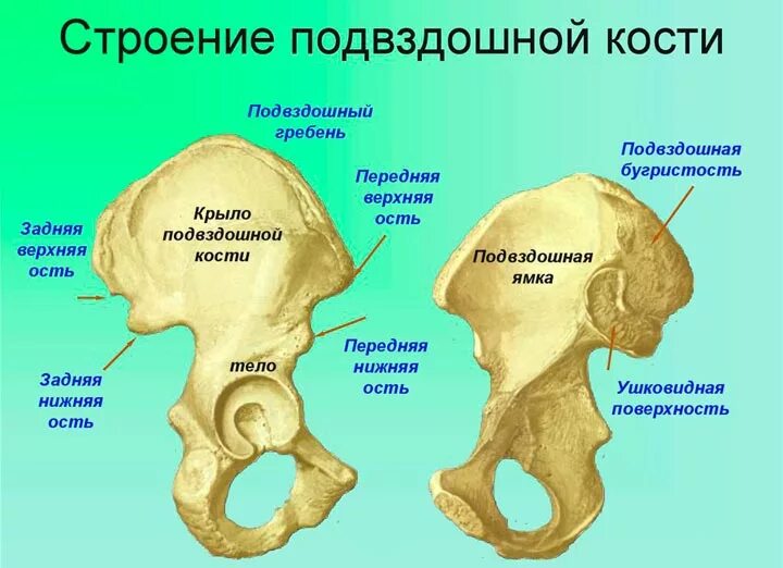 Подвздошная кость фото Где находится подвздошная кость: как распознать перелом, фото