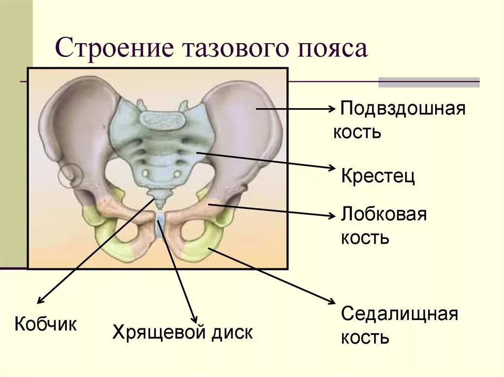 Подвздошная кость фото Из каких костей состоят кости таза