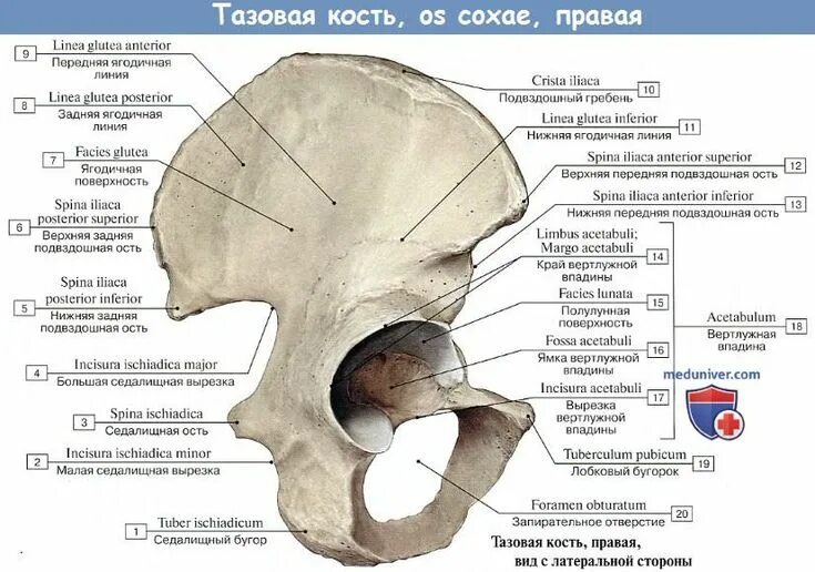 Подвздошная кость фото Анатомия тазовой кости - пояса нижней конечности Анатомия, Тазовые кости, Уроки 