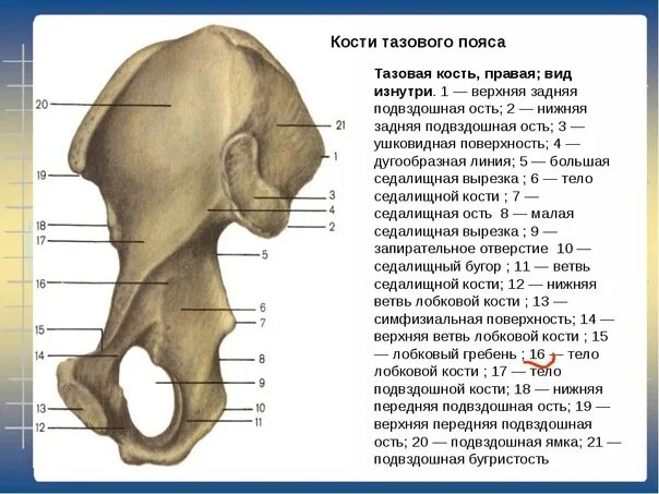 Подвздошная кость фото на человеке IN SEARCH OF THE BODY OF THE LOCK Bone International Anatomical Terminology clea