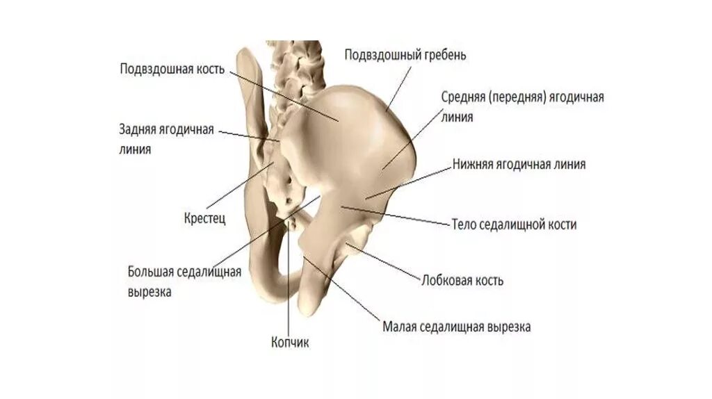 Подвздошная кость фото на человеке Картинки ГДЕ НАХОДИТСЯ ПОДВЗДОШНАЯ КОСТЬ У ЧЕЛОВЕКА ФОТО