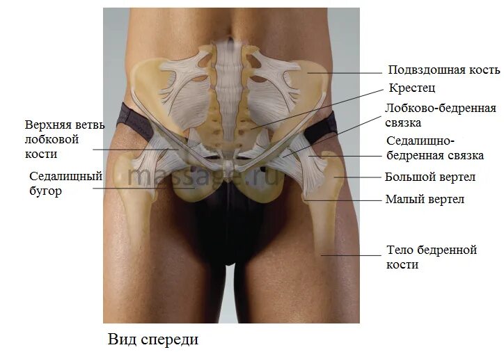 Подвздошная кость фото на человеке Сустав вышел из суставной сумки каталог Tim-Market.ru