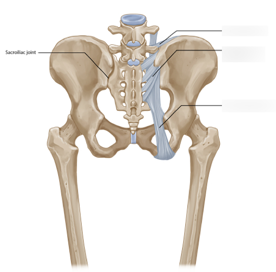 Подвздошная кость фото на человеке Diagram of Posterior View of the Sacroiliac Joint Quizlet