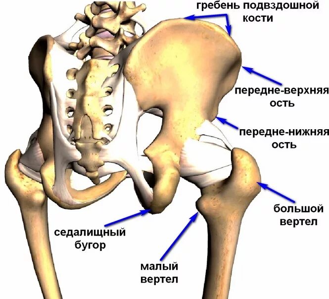 Подвздошная кость фото на человеке Растяжения, частичные разрывы, полные разрывы мышц и отрывные переломы в области