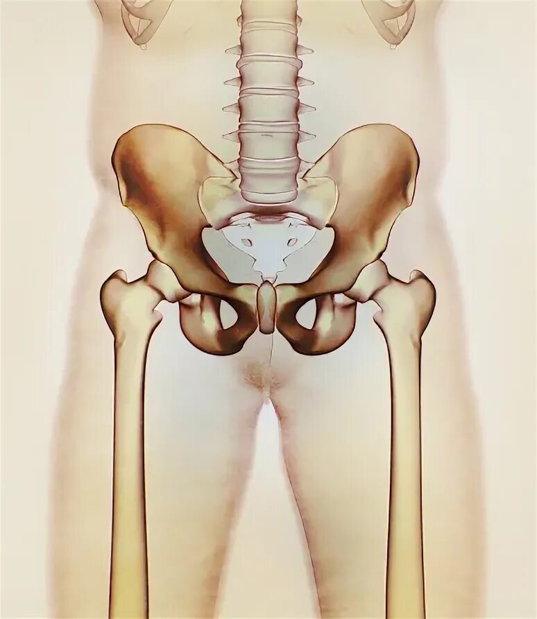 Подвздошная кость фото на человеке Osso Di Ilio Bacino Osseo Dellanca Anatomia Umana Radiografia Della Struttura Sc