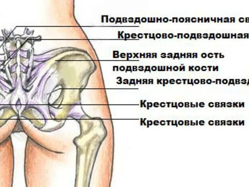 Подвздошная кость фото у женщины Where is the ilium, anatomy, location and structure in humans