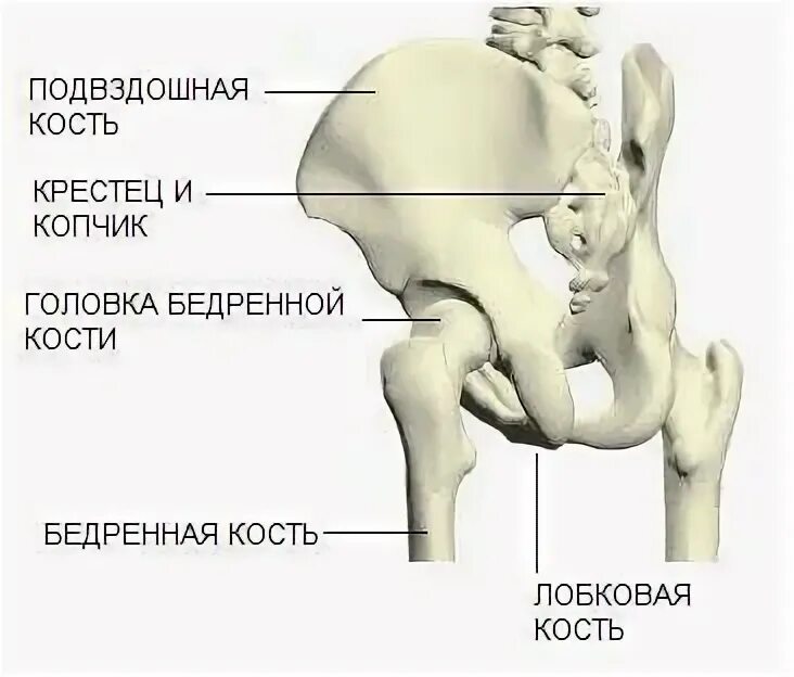 Подвздошная кость фото у женщины Скелет человека