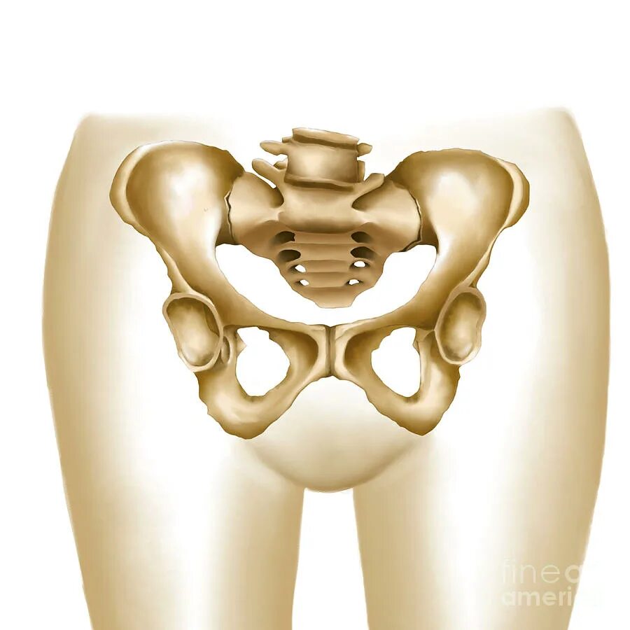 Подвздошная кость фото у женщины Anatomy Of Female Hips And Pelvic Bones Digital Art by Stocktrek Images - Fine A