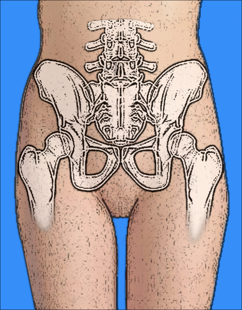 Подвздошная кость фото у женщины File:Female pelvis.png - Wikipedia