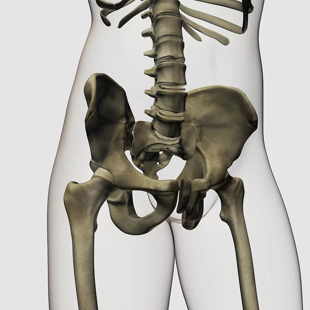 Подвздошная кость фото у женщины Three dimensional view of human pelvic bones. Poster Fruugo DE