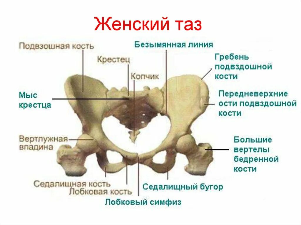 Подвздошная кость фото у женщины В каждый таз: найдено 88 изображений