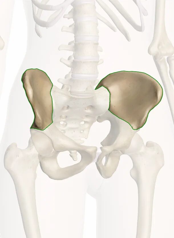 Подвздошная кость фото у женщины Подвздошная кость какая: найдено 84 изображений