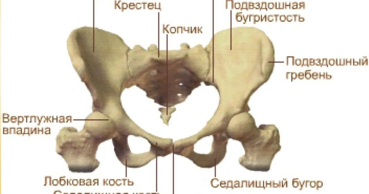 Подвздошная кость фото у женщины Бірінші күннің тапсырмасы - Teletype