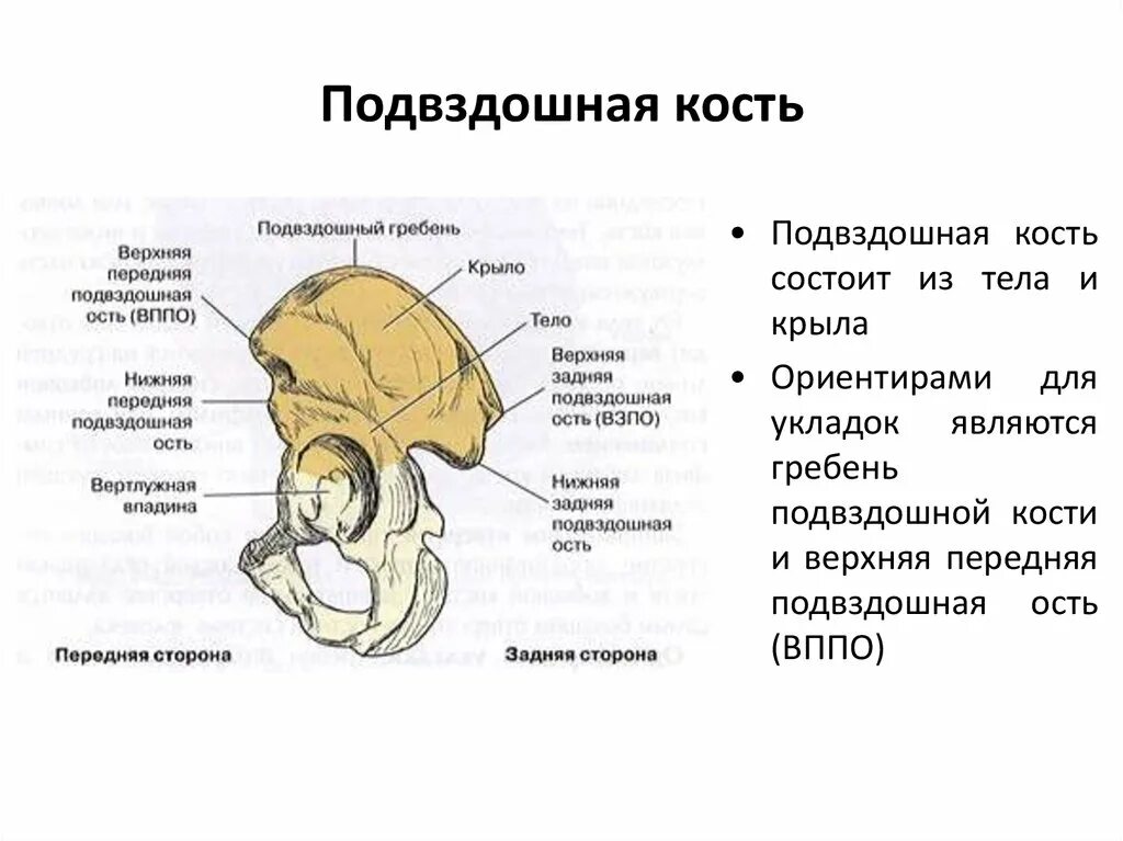 Подвздошная кость где фото Боль в подвздошной кости