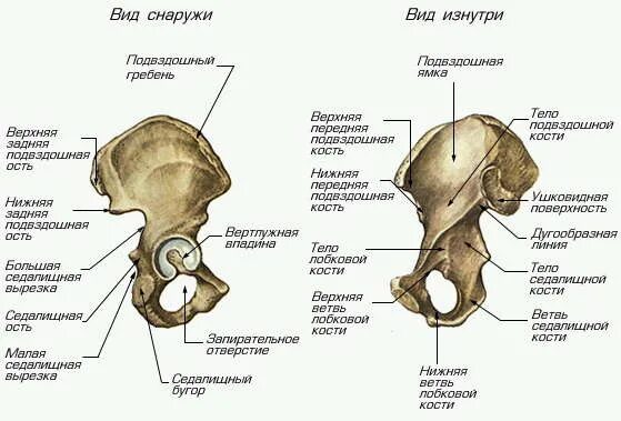 Подвздошная кость где фото Таз (тазовая кость человека) - Мегаэнциклопедия Кирилла и Мефодия - медиаобъект