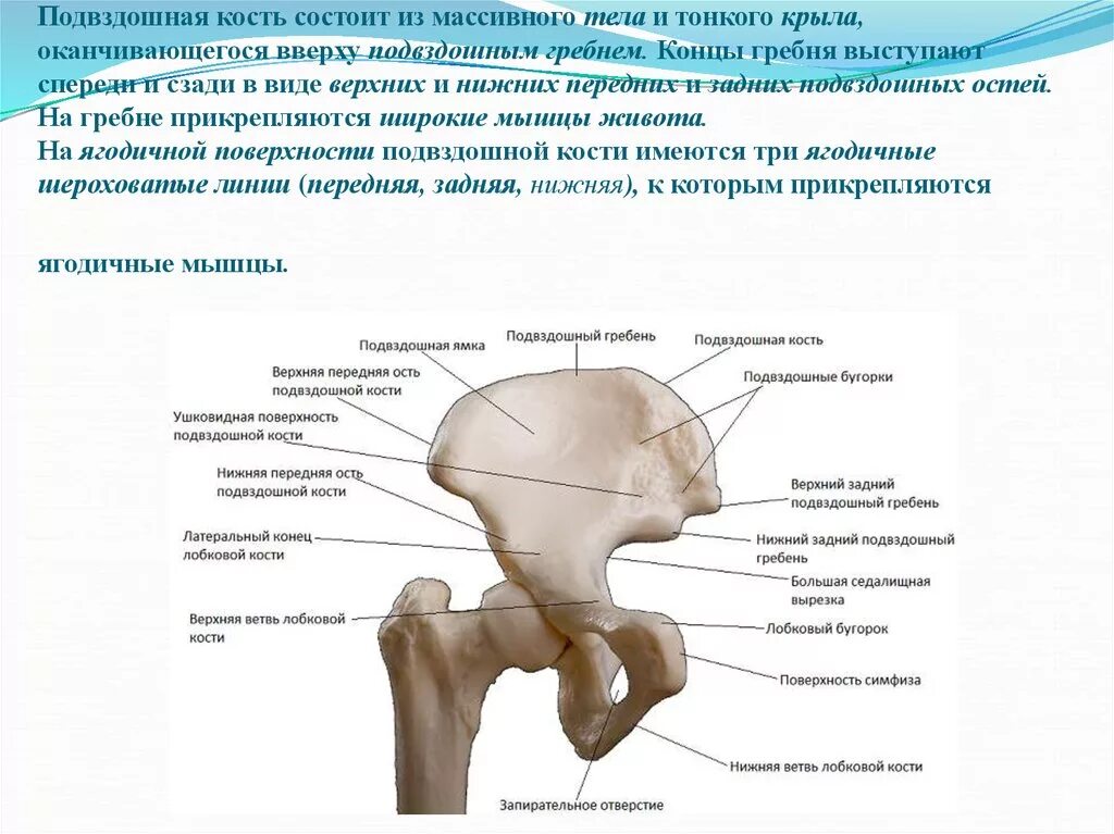 Подвздошная кость где фото Картинки ПОДВЗДОШНАЯ КОСТЬ ОТНОСИТСЯ К КОСТЯМ