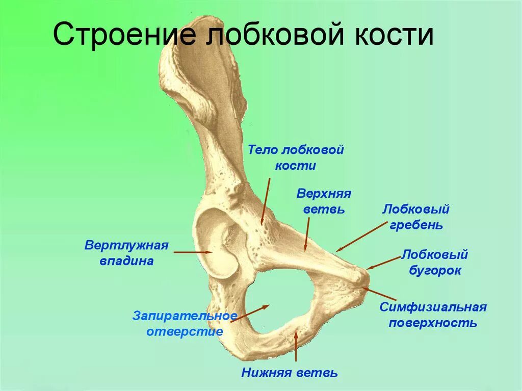 Подвздошная кость где находится фото Alergična čuvar preporučeno kapec sap kauli nastavi Voz Hipokrit