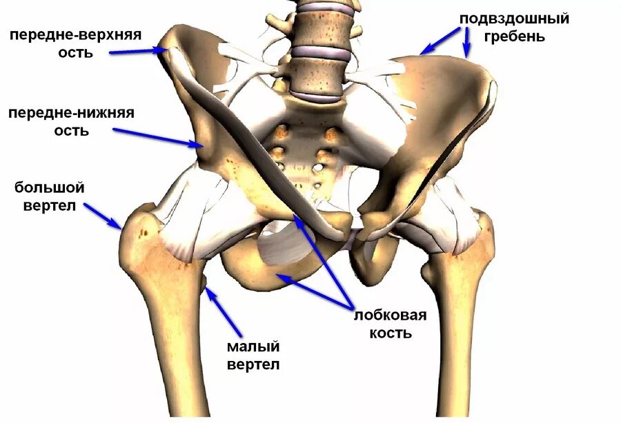 Подвздошная кость где находится фото Бедренные суставы человека - найдено 87 картинок