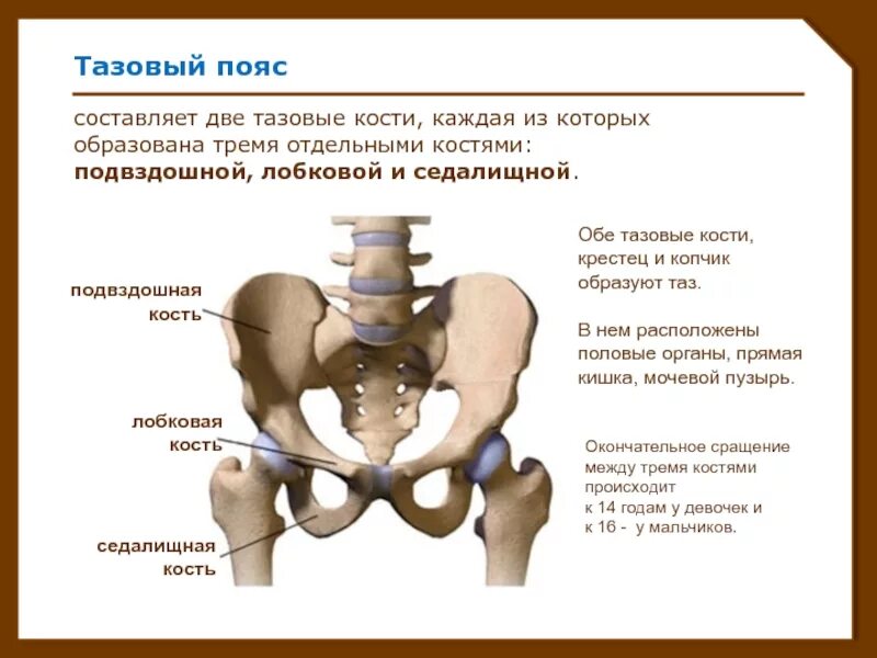 Подвздошная кость где находится фото Срослись подвздошные кости