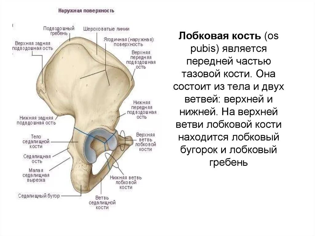 Подвздошная кость где находится фото Подвздошная кость какая: найдено 84 изображений