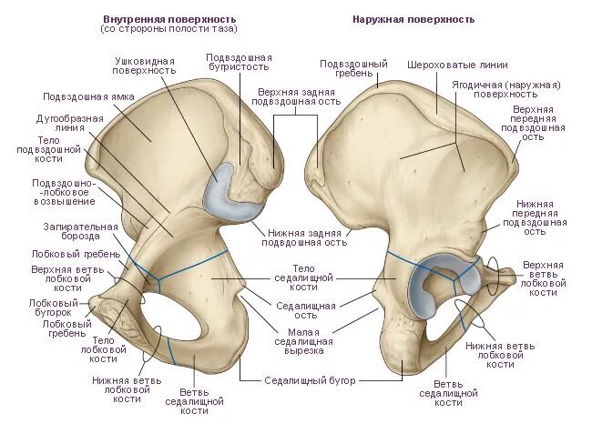 Подвздошная кость где находится фото задняя верхняя тазовая кость Anatomy bones, Perineum, Body workout plan