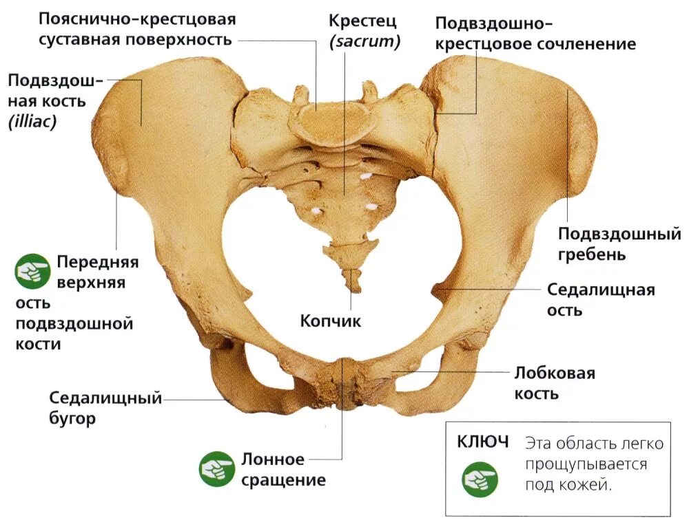 Подвздошная кость где находится фото у мужчин 3 отличия анатомии костей таза у мужчин и у женщин, разновидности spravki1.ru