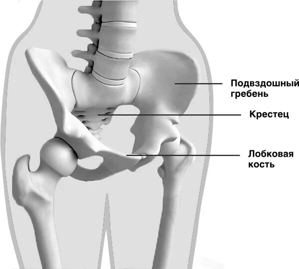 Подвздошная кость где находится фото у мужчин Читать книгу Самомоделирование тела и лица. Система Осьмионика. Как обрести крас