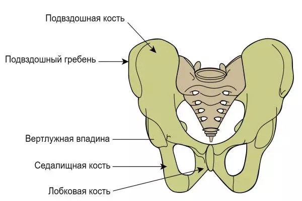 Подвздошная кость где находится фото у мужчин Подвздошная кость где находится у мужчин за что отвечает