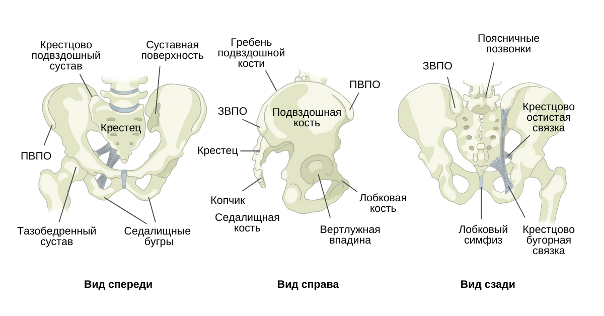 Подвздошная кость где находится фото у мужчин Физическая терапия у мужчин с сексуальной дисфункцией - KinesioPro