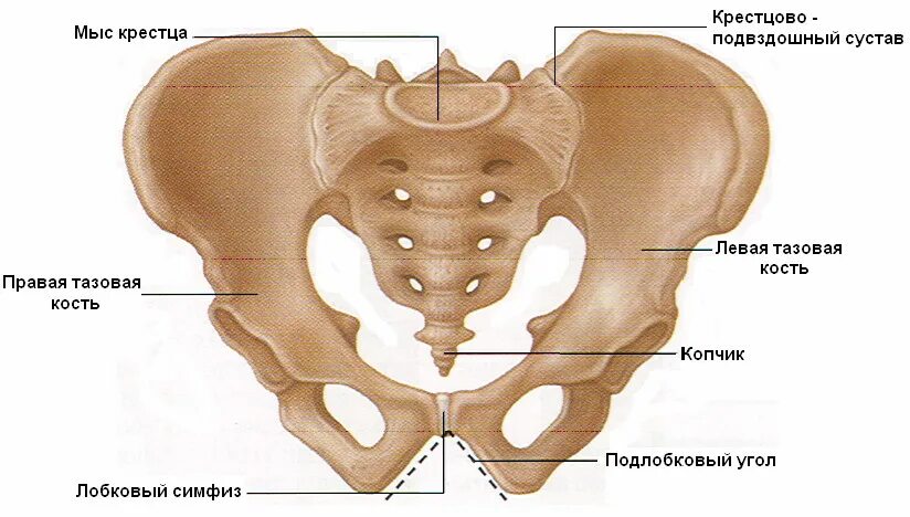 Подвздошная кость где находится фото у женщины Кости нижней конечности