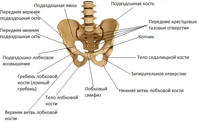 Подвздошная кость где находится фото у женщины Какие кости в теле человека остаются неподвижными?