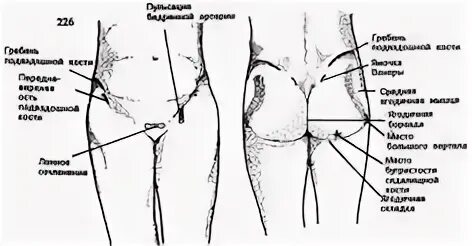 Подвздошная кость где находится фото у женщины Идеи на тему "Анатомия" (60) анатомия, упражнения, тело