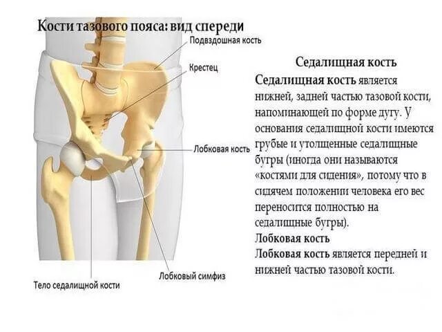 Подвздошная кость где находится фото у женщины Правая подвздошная кость где находится у человека - Olphoto.ru