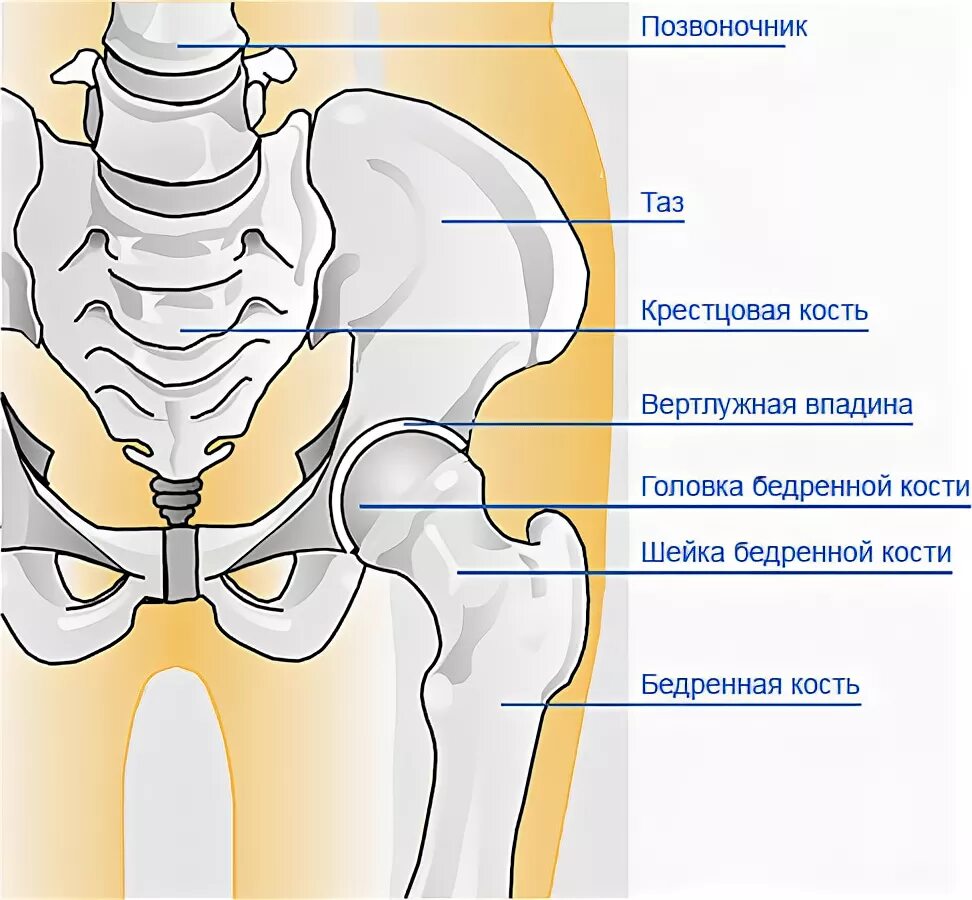 Подвздошная кость где находится фото у женщины Эндопротезирование - "Звезда Милосердия"