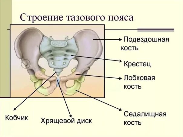 Подвздошные кости где находятся на теле фото Строение таза фото: найдено 79 изображений