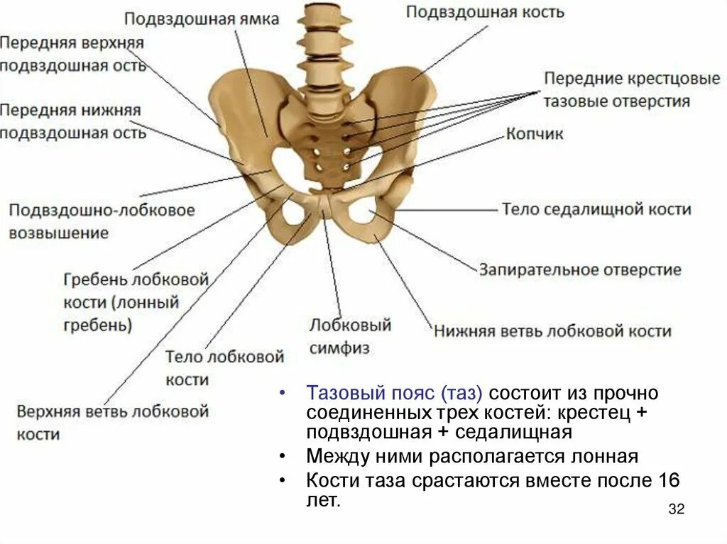 Подвздошные кости где находятся на теле фото Передне нижняя ость: найдено 78 изображений