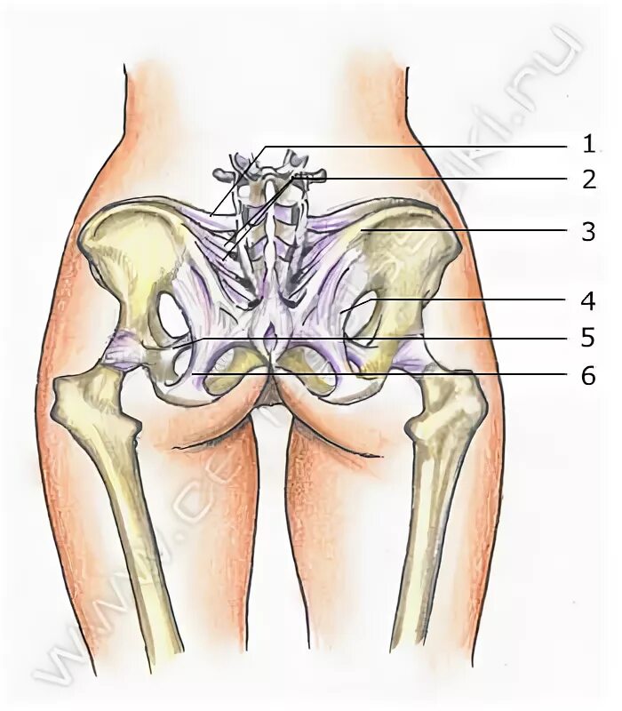 Подвздошные кости где находятся на теле фото Где находится подвздошная кость у человека фото фото - DgPhoto.ru