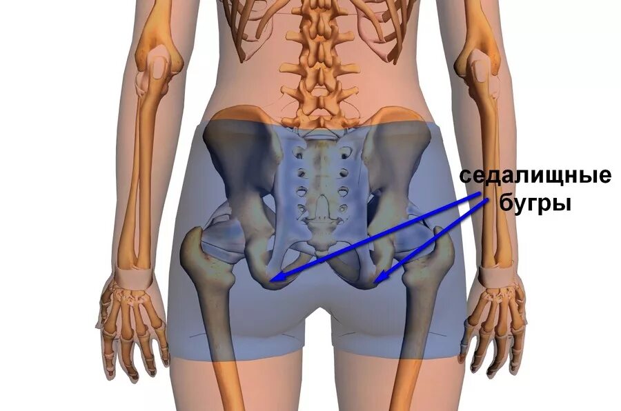 Подвздошные кости где находятся на теле фото Ушибы таза, тазобедренного сустава и верхней части бедра - Травмаорто