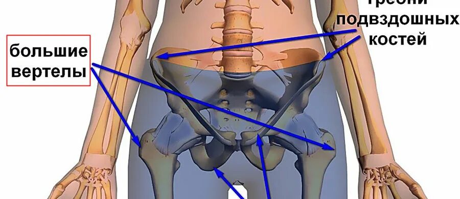 Подвздошные кости где находятся на теле фото Локтевые костыли Kowsky купить в Москве по низкой цене