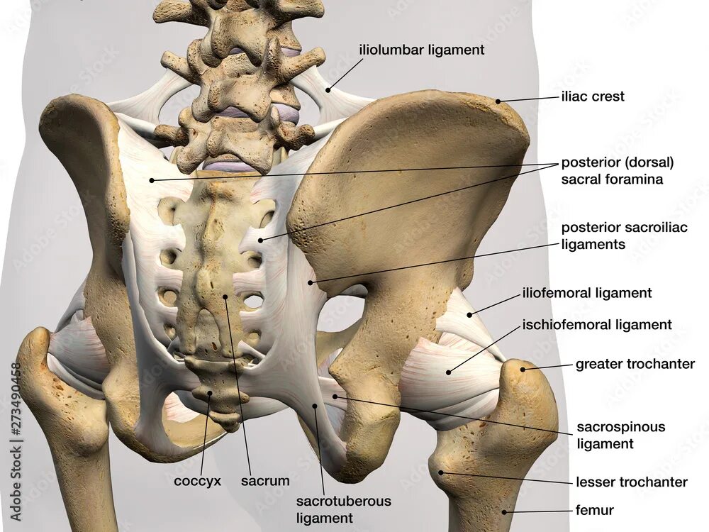 Подвздошные кости где находятся на теле фото Pelvic and Hip Ligaments, Labeled Posterior View, 3D Rendering Иллюстрация Stock