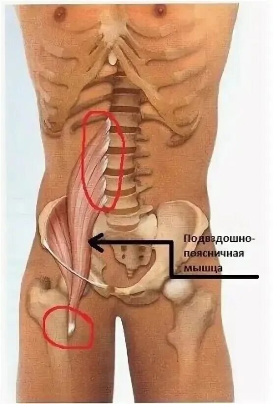 Подвздошные кости где находятся на теле фото Картинки МЫШЦЫ КОПЧИКА И КРЕСТЦА