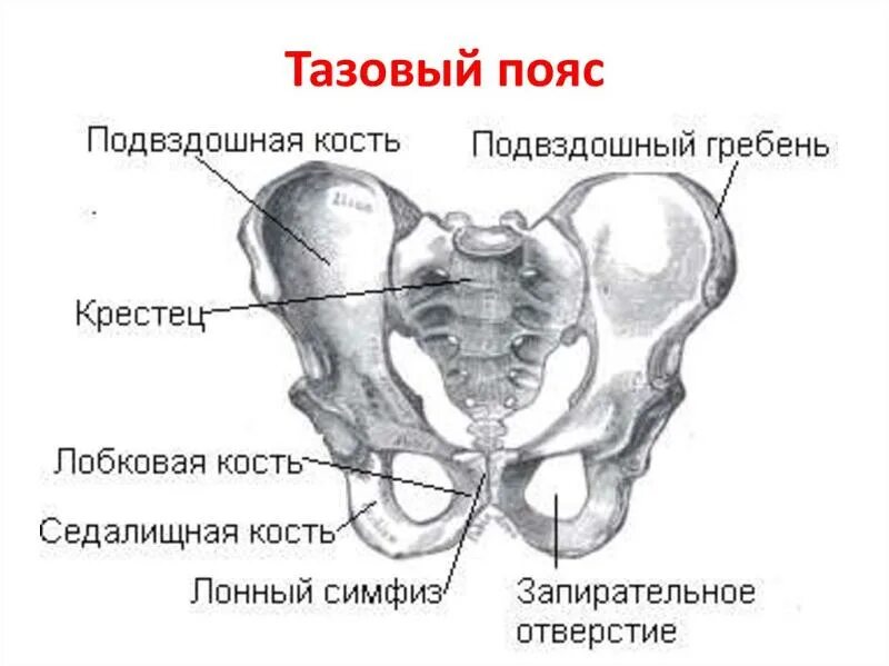 Подвздошный гребень тазовой кости где находится фото Ответы Mail.ru: Почему тазовую кость так назвали?